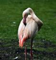 Burgers Zoo 074